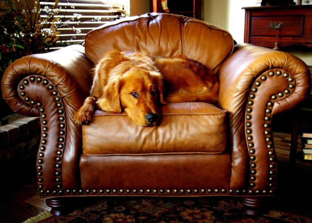 Naples Florida Leather Medic, How To Fix Dog Scratches On Leather Sofa