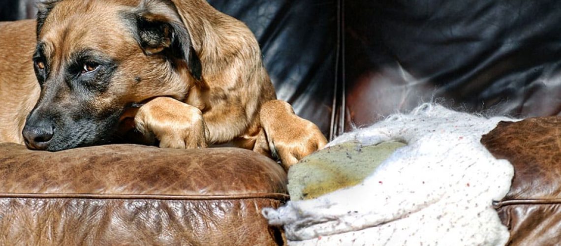 Protecting Leather When You Have Pets Leather Medic